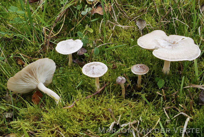 Giftige weidetrechterzwam - Clitocybe rivulosa